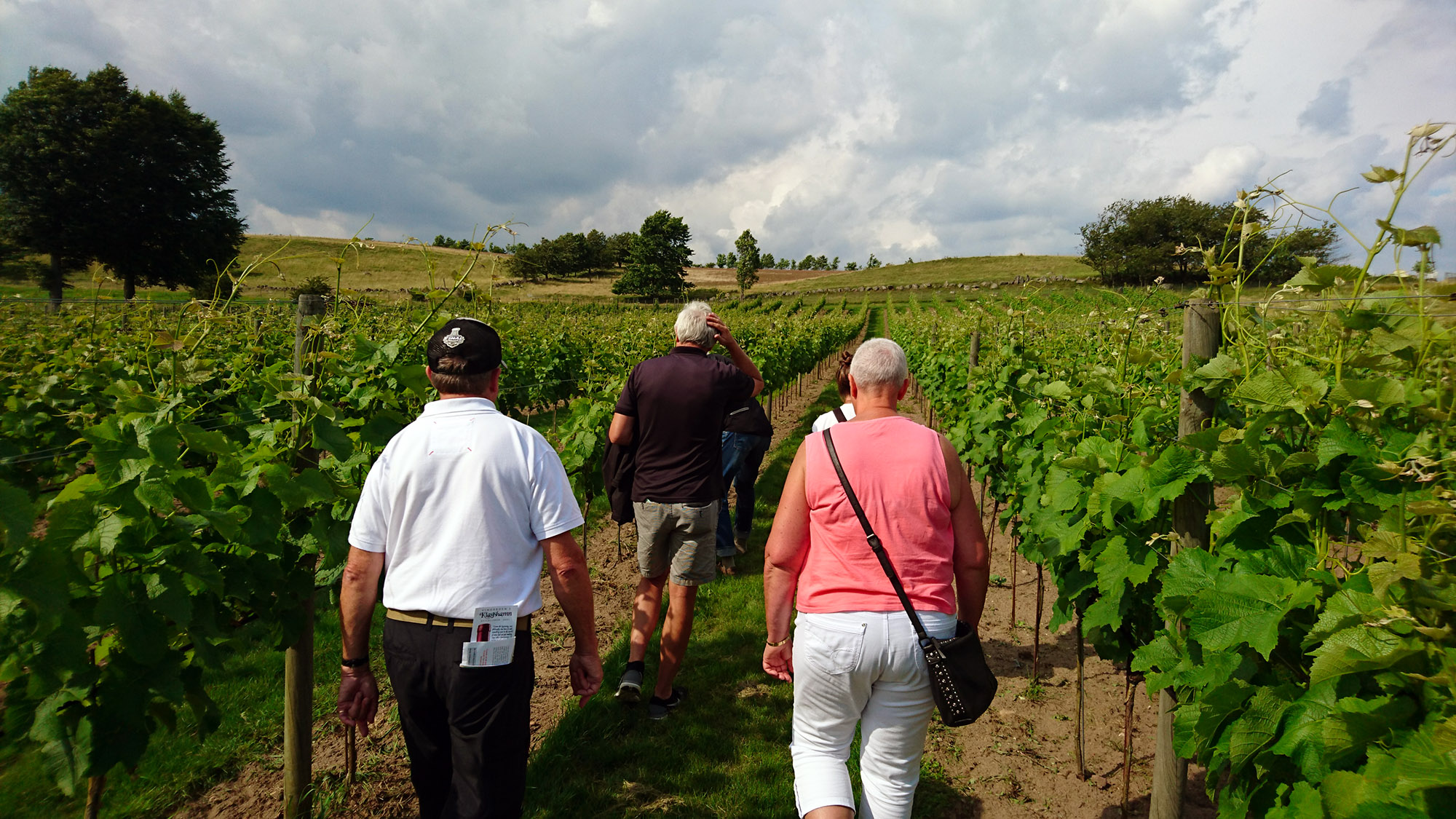 Vandringen går genom de 7 000 vinstockarna som står i rader på vingårdens två hektar.