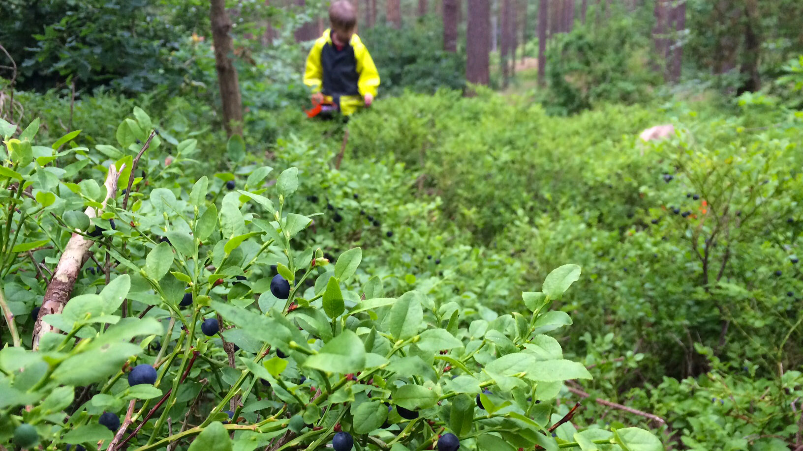 Det är massor av blåbär i skogarna runt Brösarp i år.